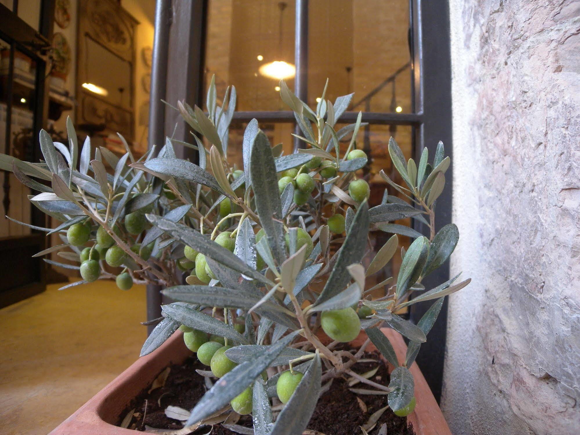 Bed And Breakfast A Casa Delle Fate Assisi Exterior foto